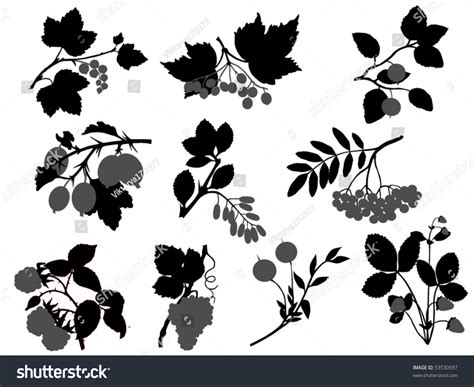 berry stock vector royalty   shutterstock