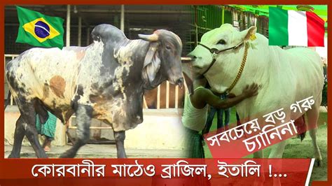 কোরবানীর সবচেয়ে বড় গরু ‘চ্যানিনা 18jul21 Youtube