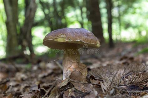 Boletus Edulis Hongos Comestibles En El Bosque Hongo Llamado Cep Penny