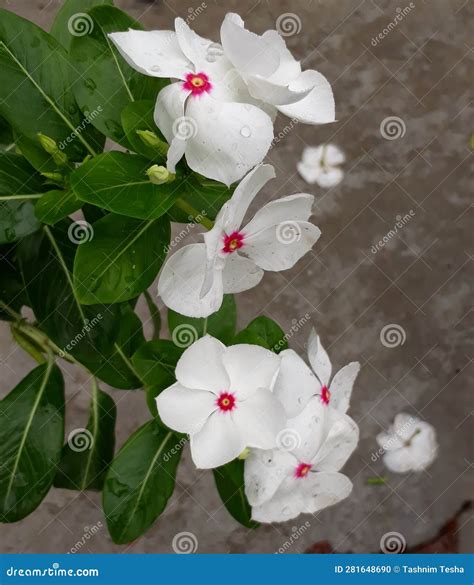 Catharanthus Roseus Commonly Known As Bright Eyes Cape Periwinkle