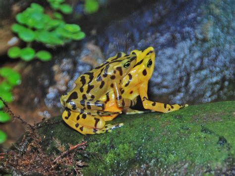 The Online Zoo - Panamanian Golden Frog