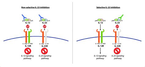 The Il 12 And Il 23 Heterodimers Are Each Composed Of A Common P40 Download Scientific Diagram