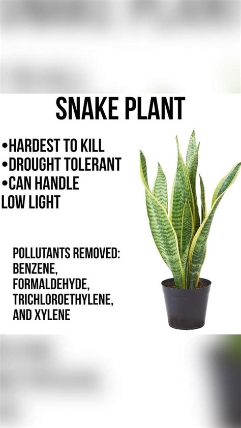 Snake plant benefits – Artofit