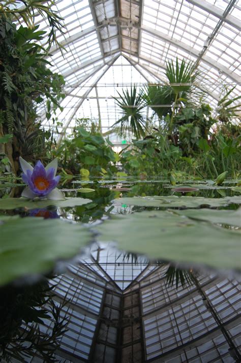 Tropical plants, Greenhouse, Conservatory greenhouse