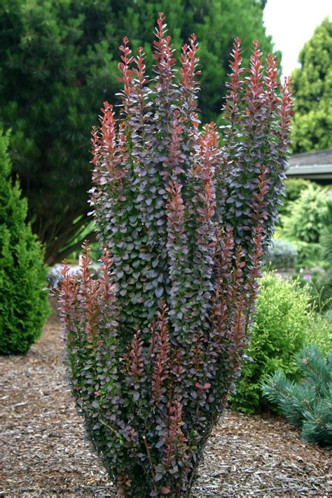 Berberis Thunbergii Helmond Pillar Barberry Garden Center Marketing