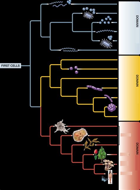 Unit Kingdoms And Domains Diagram Diagram Quizlet