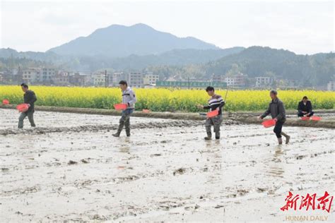 隆回羊古坳镇超级稻基地：瞄准“一季两收”，力夺高产稳产 邵阳 新湖南