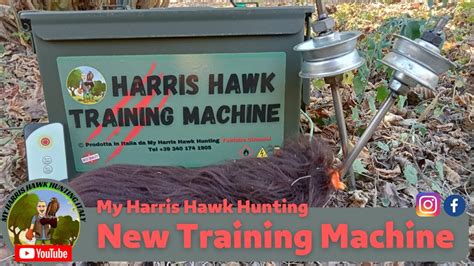 New Harris Hawk Training Machine Nuova Traina Per Poiana Di Harris Harris Hawk Training