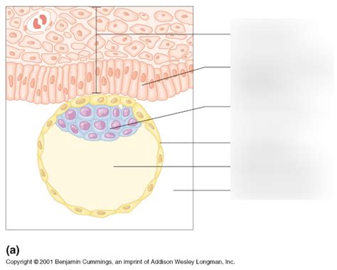 blastocyst formation Diagram | Quizlet