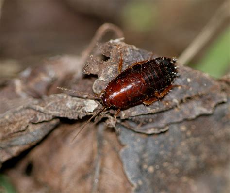 Western Wood Cockroach Parcoblatta Americana Adult Female A Photo