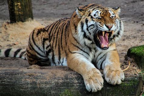 Indian Authorities May Have Exaggerated Claims Of Rising Tiger Numbers