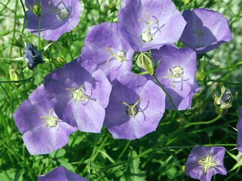 Campanula carpatica (Carpathian Bellflower, Carpathian Harebells ...