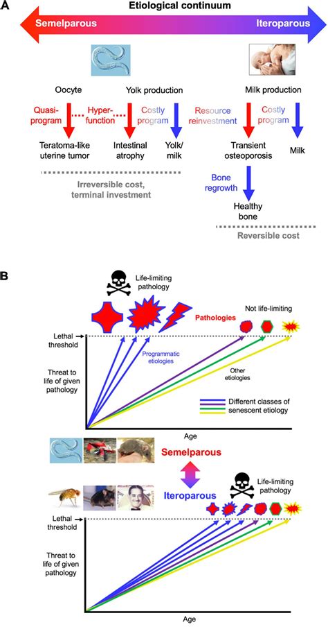 Frontiers Reproductive Suicide Similar Mechanisms Of Aging In C