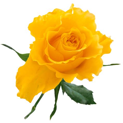 Free Yellow Rose Art Download Free Yellow Rose Art Png Images Free