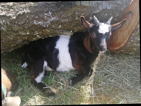 Tauernschecken Tauernscheckenbockkitze Kaufen Landwirt