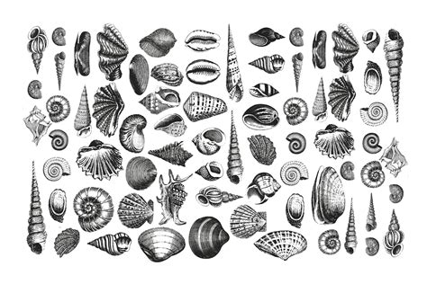 Black and White Seashell Wallpaper - Coastal Home Wall Mural | Happywall