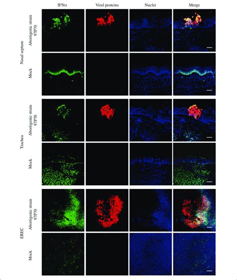 Double Immunofluorescence Staining Of Ehv1 Viral Proteins And Ifnα In