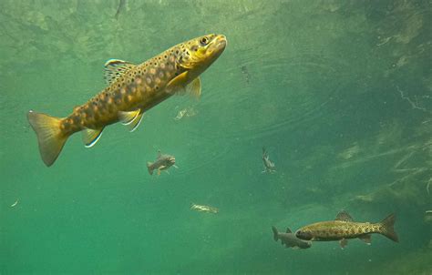 Brown Trout Beautiful Photos Of Brown Trout Underwater