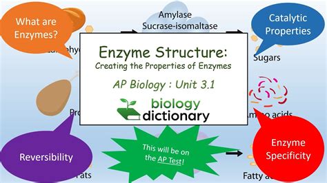 Enzyme Structure Creating The Properties Of Enzymes Ap Biology 31