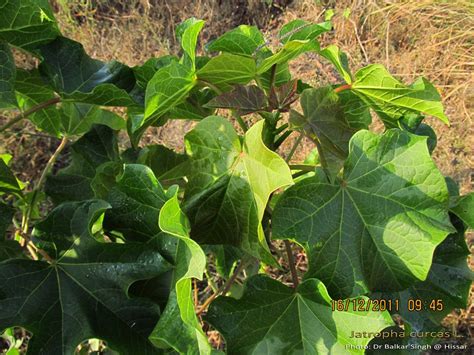 Medicinal Plants Jatropha Curcas Barbados Nut Danti Adavi Amudamu