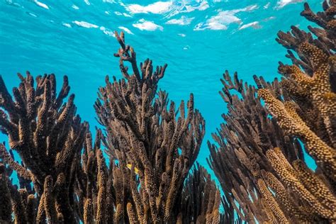 Premium Photo | Diving in Curacao