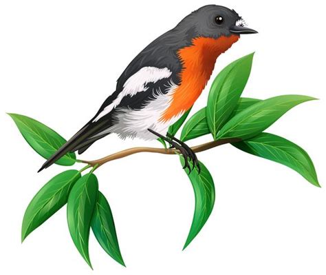 A Wild Bird on White Background 298151 Vector Art at Vecteezy