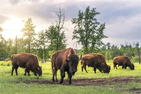 Fun Things To Do At Elk Island National Park For