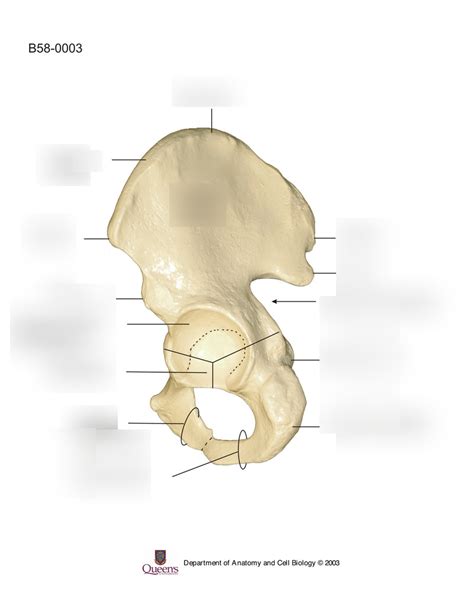 Hip Joint Diagram Quizlet