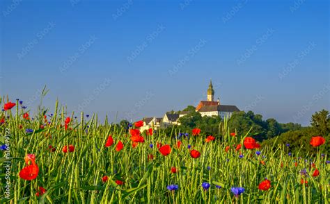 Buntes Getreidefeld Mit Mohnblumen Papaver Rhoeas Und Kornblumen