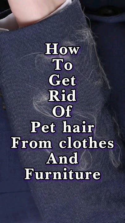 Pet Hair How To Remove Them How To Remove Pet Fur From Clothes