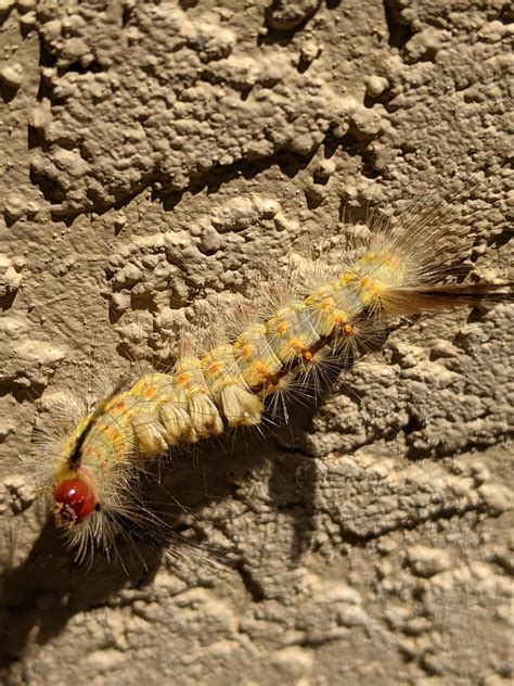 Stinging Tussock Moth Caterpillars - Hernando Sun