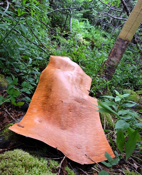 Elfshot Harvesting Birch Bark