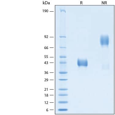 Recombinant Human CD52 Fc Chimera Avi Tag Protein CF AVI9116 050 R D