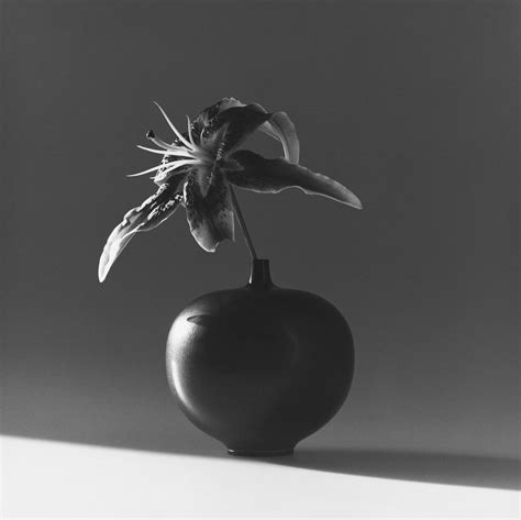 Robert Mapplethorpe Flower 1985 Gladstone Gallery