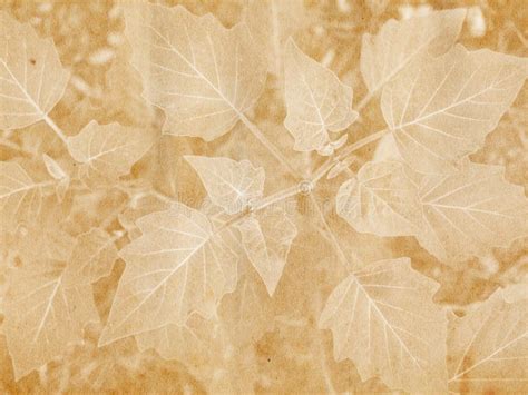 leaf watermark stock   royalty  stock