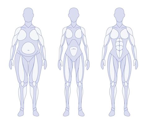 Premium Vector | Female body types anatomy front position