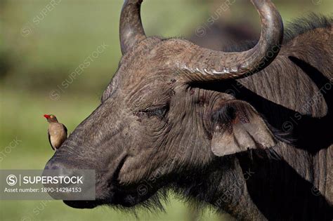 Red Billed Oxpecker Buphagus Erythrorhynchus On A Cape Buffalo