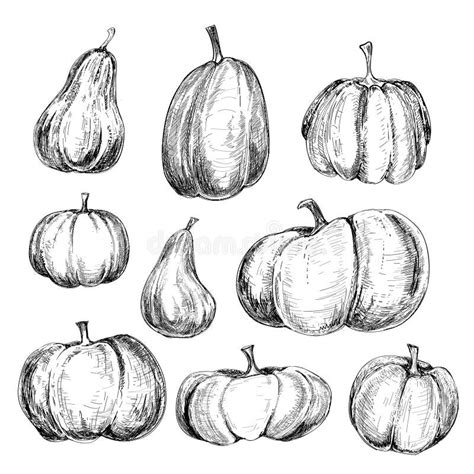 Sistema Del Dibujo Del Vector De La Calabaza Y De La Calabaza Moscada