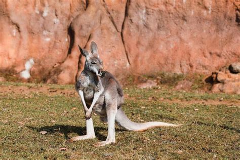 Where To See See Wild Kangaroos In Australia Laptrinhx News