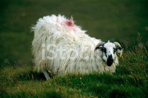 Irish Sheep Stock Photo | Royalty-Free | FreeImages