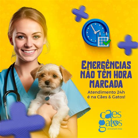 Emerg Ncias N O Tem Hora Marcada Atendimento H Na C Es E Gatos