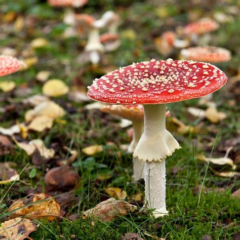 Amanita muscaria o setas amanita, amanita muscaria | Foto Premium