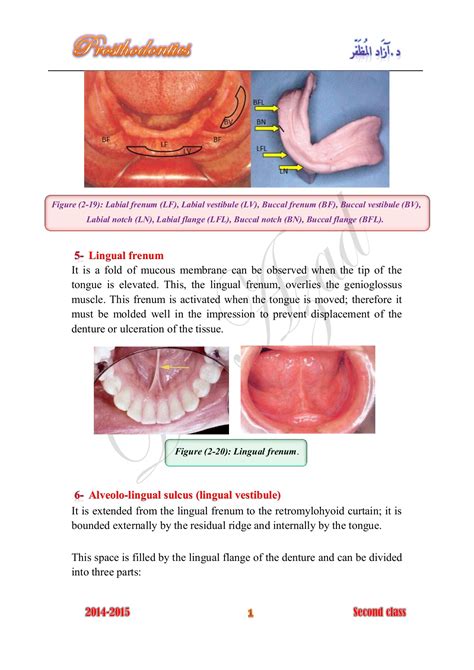 Vestibule Anatomy Definition - Anatomy Book