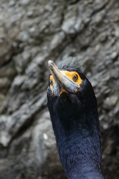 30 Red Faced Cormorant Photos Stock Photos Pictures And Royalty Free