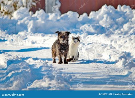 A Black Dog and a White Cat are Sitting Together on a Snowy Street. the ...