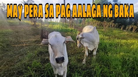 PAANO KUMITA NG MALAKI SA CATTLE BREEDING O COW CALF OPERATION