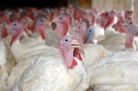 Usda Confirms Highly Pathogenic Avian Influenza In Indiana Agdaily