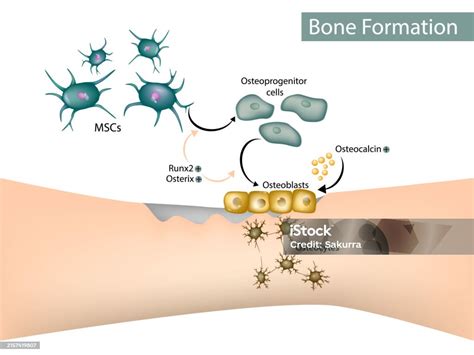 Bone Formation Osteoblast Osteocytes Mesenchymal Stem Cells Stock