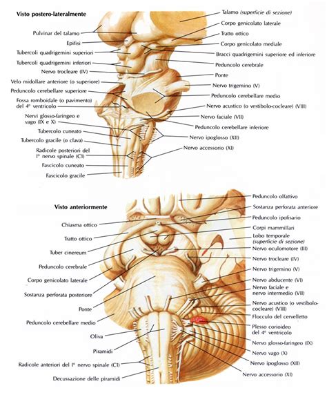 Tronco Encefalico Vista Anterior