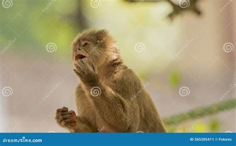 Close Ups Of A Typical Jungle Monkey Stock Image Image Of Baby Head